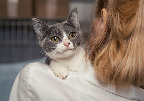 cat friendly clinic